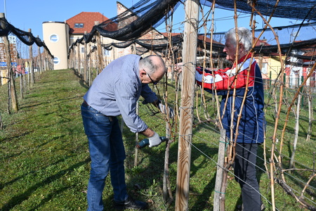 Rez trte v Mestnem vinogradu, skrb za novo letino in tradicijo